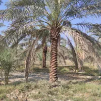 نخل جزیره|خدمات باغبانی و درختکاری|تهران, نیاوران|دیوار