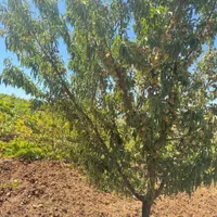 نهال بادام فقط ۲۸ تومن ضمانتی و لیبل جهاد