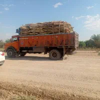 چوب درخت ابریشم اکالیپتوس کنار مرکبات|خدمات باغبانی و درختکاری|دزفول, |دیوار