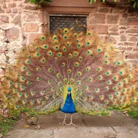 خرید و فروش طاووس و پرندگان زینتی|پرنده|اصفهان, رهنان|دیوار