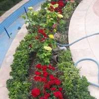 خدمات باغبانی ودرختکاری،چمن زنی،شمشاد،نیزار،نخل|خدمات باغبانی و درختکاری|آبادان, |دیوار