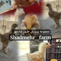 جوجه و تخم نطفه دار برهما برهوما نژاد لمون و بوف|حیوانات مزرعه|شیروان (خراسان), |دیوار