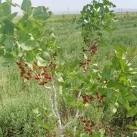 باغ پسته بازده 9ساله با استخر پرورش ماهی|فروش دفتر صنعتی، کشاورزی، تجاری|قم, امامزاده ابراهیم|دیوار