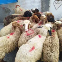 میش‌ شیشک‌ بره‌نر- ماده کشتاری