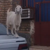 گوسفند گم شده