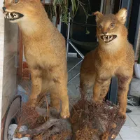 مجسمه گربه وحشی
