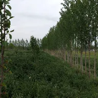 زمین دارای مجوزگلخانه گرجان|فروش زمین و ملک کلنگی|اردبیل, |دیوار