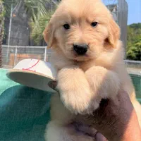 نسل از مولدین وارداتی،سگ golden retreiver