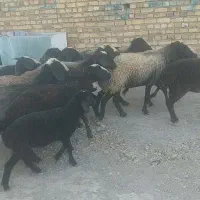 تعداد ۱۴ رس میش اصیل شال همه شیشکن یک ره بره دار|حیوانات مزرعه|قزوین, |دیوار