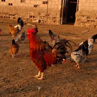 تخم مرغ نطفه دارهلندی وتاج دار.  نژادداردرجه یک|حیوانات مزرعه|اهواز, کوی فرهنگیان ۲|دیوار