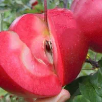 کلیه نهال های روز دنیا گلدانی سیب خونی الو‌خونی و.|خدمات باغبانی و درختکاری|اصفهان, پرتمان|دیوار