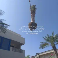 سیرجان نخل تنها عاملیت رسمی نخل مثمر پالم|گل و گیاه طبیعی|سیرجان, |دیوار