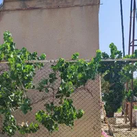 فروش ۹۰۰ متر زمین در باغ لولویی جنوبی|فروش زمین و ملک کلنگی|کرج, گلستان|دیوار