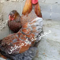 مرغ ویاندوت تخم نطفه ازتمام ذاتها یک جفت مولداورنج|پرنده|شیراز, حافظیه|دیوار