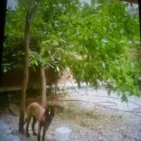 فروش ویلا روستای سر زیارت|فروش زمین و ملک کلنگی|آسارا, |دیوار
