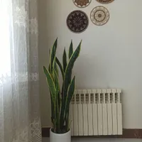 سانسوریا لبه طلایی یک ونیم متری با گلدان سرامیکی|گل و گیاه طبیعی|تهران, سرآسیاب مهرآباد|دیوار