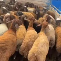 بره و گوسفند پرگوشت با سلاخی|حیوانات مزرعه|قم, زنبیل آباد|دیوار