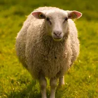 ذبح اسلامی