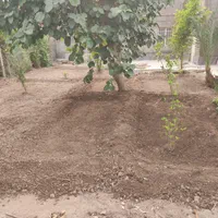 باغبانی یاسمن|خدمات باغبانی و درختکاری|آبادان, |دیوار