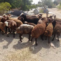 فروش گوسفند زنده عرضه ازکشتارگاه شبانروز