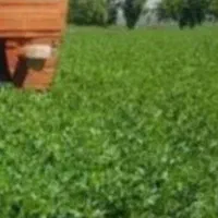 تخم علف اصیل بم باردهی تابستان زمستان|خدمات باغبانی و درختکاری|بم, |دیوار