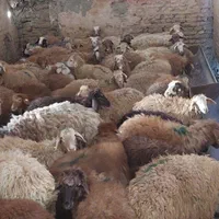 گوسفند افشاری و بره مغانی زنده با قصاب