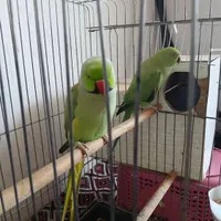 طوطی|پرنده|ماکو, |دیوار