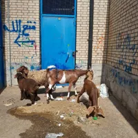 ۲راس میش وبززاییده
