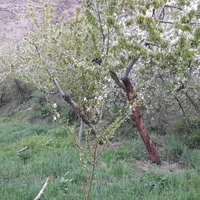 زمین باغ 900متر لواسان بزرگ  روستای جورد|فروش زمین و ملک کلنگی|تهران, نیروی هوایی (پیروزی)|دیوار