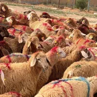 کاروانسرای بزرگ گوسفند غرب تهران زنده فروش معتبر|حیوانات مزرعه|تهران, فرحزاد|دیوار
