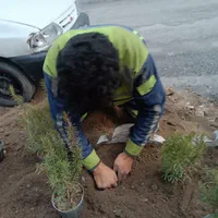 کلیه کارهای سم پاشی،باغبانی،گل کاری وهرس ،تیلرزنی|خدمات باغبانی و درختکاری|مشهد, صیاد شیرازی|دیوار