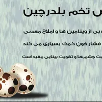 تخم نطفه دار بلدرچین|حیوانات مزرعه|بیرجند, |دیوار