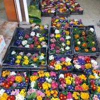 کلیه کارهای باغبانی سم پاشی هرس کاری بیل زنی سوسک|خدمات باغبانی و درختکاری|تهران, مهران (سیدخندان)|دیوار