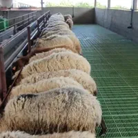 پخش گوسفند و بره زنده براقربانی کردن باقصاب درمحل|حیوانات مزرعه|تهران, مهران (سیدخندان)|دیوار