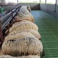 پخش گوسفند و بره زنده براقربانی کردن باقصاب درمحل|حیوانات مزرعه|تهران, سیدخندان|دیوار