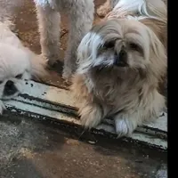 سگ گم شده