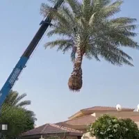نخل خوزستان اصل ضمانتی برحی|گل و گیاه طبیعی|اهواز, پادادشهر|دیوار