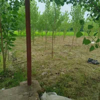 علفزنی و لی زنی وتمشک زنی وعلفتراشی