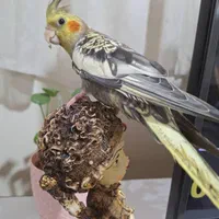 عروس هلندی نر شیطون وبازیگوش