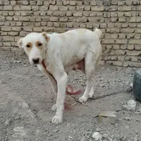 سگ افغان ماده