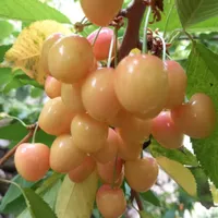 ۱۲۰۰متر باغ ۳۵کیلومتری جاده چالوس،روستای مورود|فروش زمین و ملک کلنگی|آسارا, |دیوار