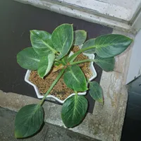 گل فیلوندرون