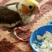 عروس هلندی گم شده