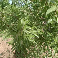 باغ بادام ۱۰۰۰متری باسند تگ برگ رسمی|فروش دفتر صنعتی، کشاورزی، تجاری|فولادشهر, زاینده رود|دیوار