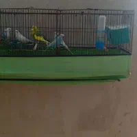 فروش قفس پرنده