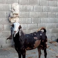 بز نر   کره  نر