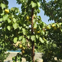 فروش باغ  ۵۰۰ متری ۱ اطاق در گورت جنب باغ رضوان|فروش خانه و ویلا|اصفهان, گورت|دیوار