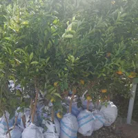 فروش انواع نهال گرمسیری مثمر و غیر مثمر|خدمات باغبانی و درختکاری|بوشهر, |دیوار