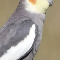 گم شده