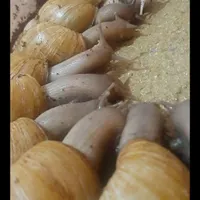 حلزون های سوپر مولد تخم گذار